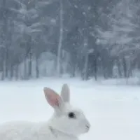 Meitu雪加工人気急上昇