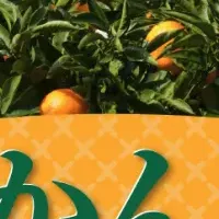 いーふらんのみかん狩り