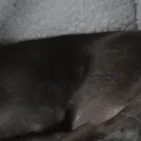 西川のペットベッド