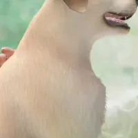 MRアニマルセラピー