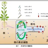ミオシンXIと耐塩性