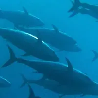 漁業と気候変動