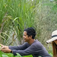 アヤナバリの持続可能性