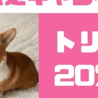 Pets Tokyo幡ヶ谷店