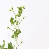 運気を引き寄せるカレンダー