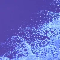 ロブロックス日本初開催