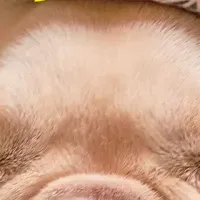 愛犬と温泉旅行！