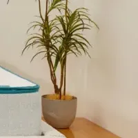 コアラマットレス登場