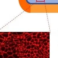新3D腸管モデル誕生