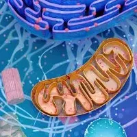 ミトコンドリア翻訳の研究