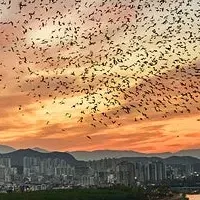 冬のミヤマガラス