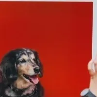 わんこフェスタ2025