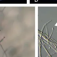 ナゴヤダルマガエルの新発見