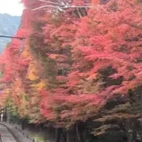 もみじのトンネル延長