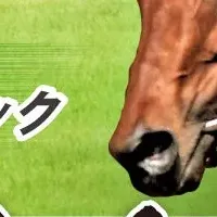 優駿年賀はがき