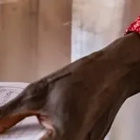 感染症対策の資金拠出