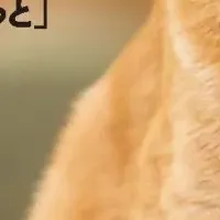 猫模様のウワサ