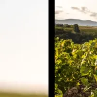 ボジョレー2025の魅力