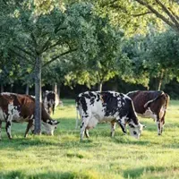 フランスの酪農と持続可能性