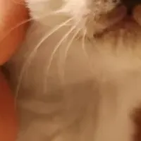 保護猫を救おう！