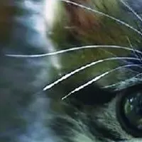 基金がFUKUWAKE®参画