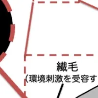 寄生性線虫の進化