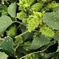 ホップ栽培とビール