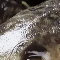 冬季限定の贅沢お鮨