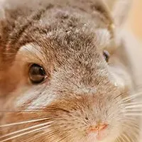 Moff animal cafe原宿