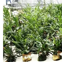 センブリの新生産法