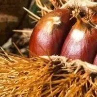 栗の魅力を探る