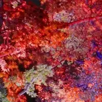 チームラボの秋の楽しみ