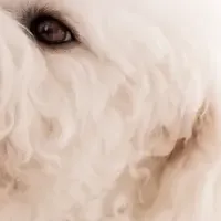 無料歯みがき教室