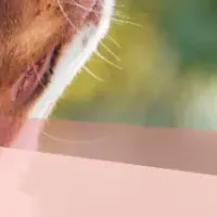 ペット用CBD効果調査