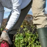 旬のさつまいもバイキング