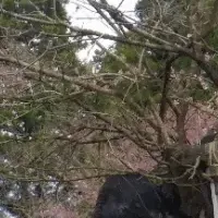 久保ザクラを守ろう