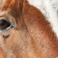 マザー牧場の年末年始