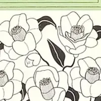 新登場！ツバキオイル