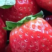 いちごフェア開催中