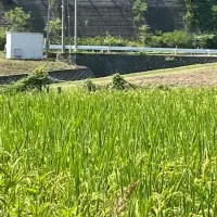 地元お米の朝食提供