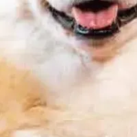 愛犬を喜ばせる習慣特集