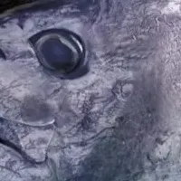 佐藤選手が母校凱旋