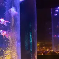 花と金魚の共演