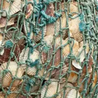 興部町のホタテ