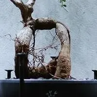 新しいプラントポットブランド