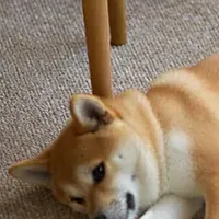 新発売の防音カーペット