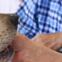 動物介在活動の新たな展望