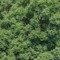 学校法人thanka新章