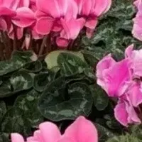 冬のシクラメン特集