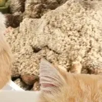 発酵米ぬかパウダー登場